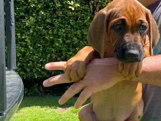 Rhodesian Ridgeback dogs READY TO GO NOW/ brought up around children - Advert 2