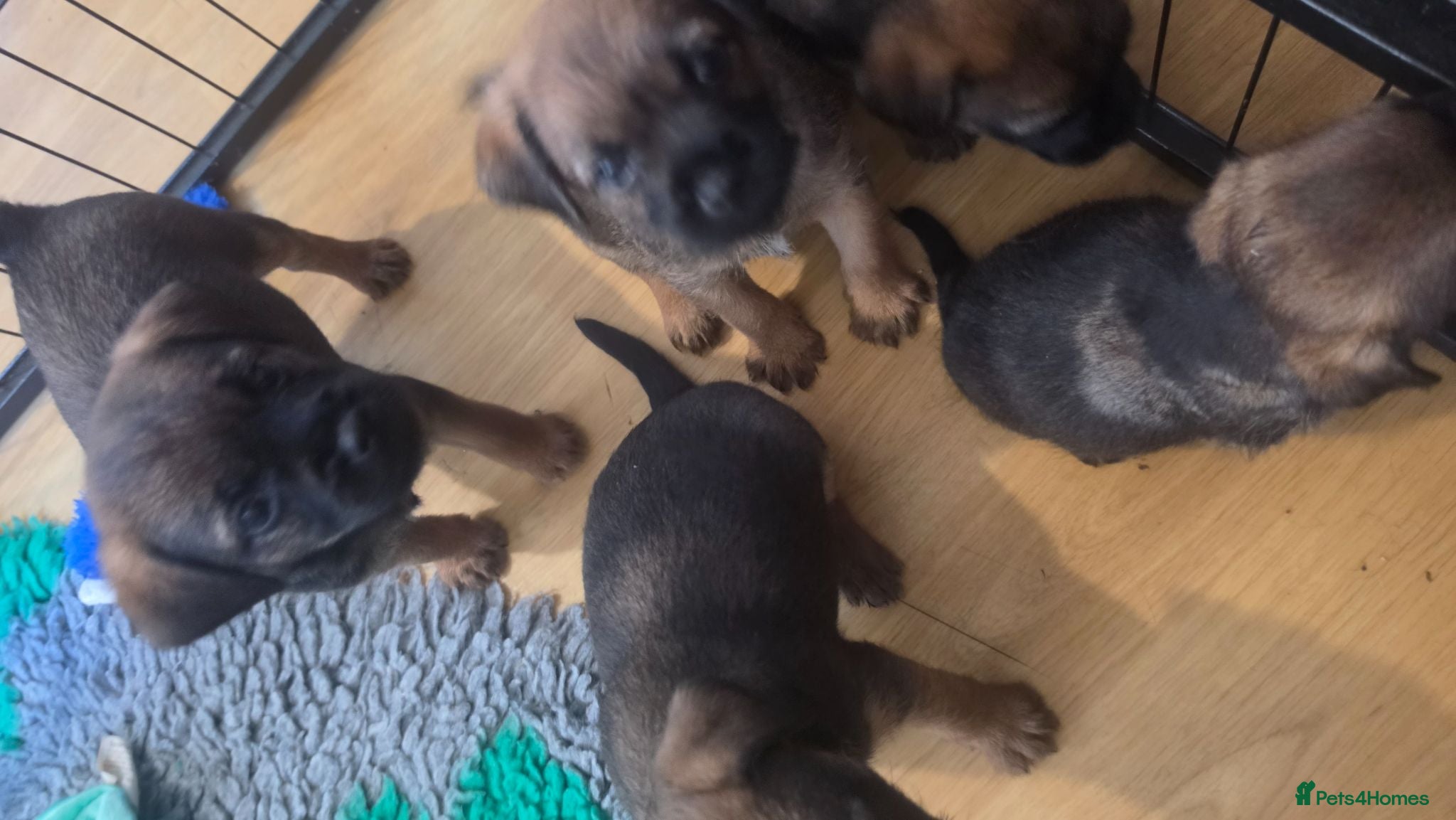 Border Terrier dogs KC Registered Border Terrier Puppies - Advert 2