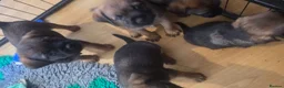 Border Terrier dogs for sale: KC Registered Border Terrier males  ready now  - Advert 4