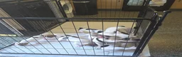 Mixed Breed dogs for sale: French bull dogs cross jack Russell  - Advert 10