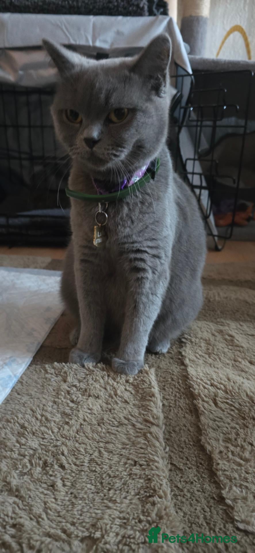 British Shorthair cats three little British Shorthair kittens - Advert 12