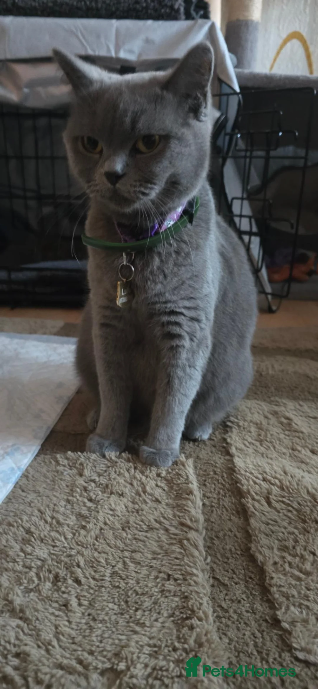 British Shorthair cats for sale: three little British Shorthair kittens - Advert 1