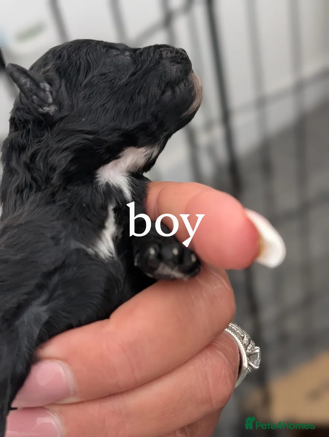 Miniature Poodle dogs for sale: Miniature poodles  - Advert 2