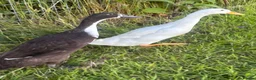 Ducks poultry for sale: Free Drakes looking for new postcode - Advert 2