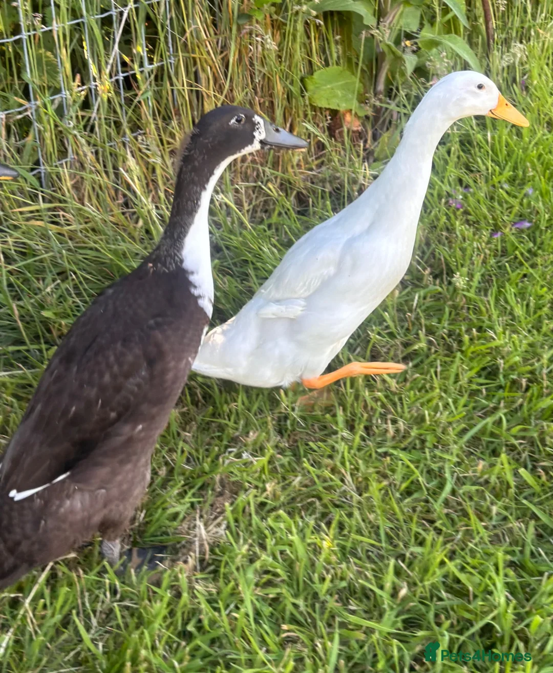Ducks poultry for sale: Free Drakes looking for new postcode - Advert 2