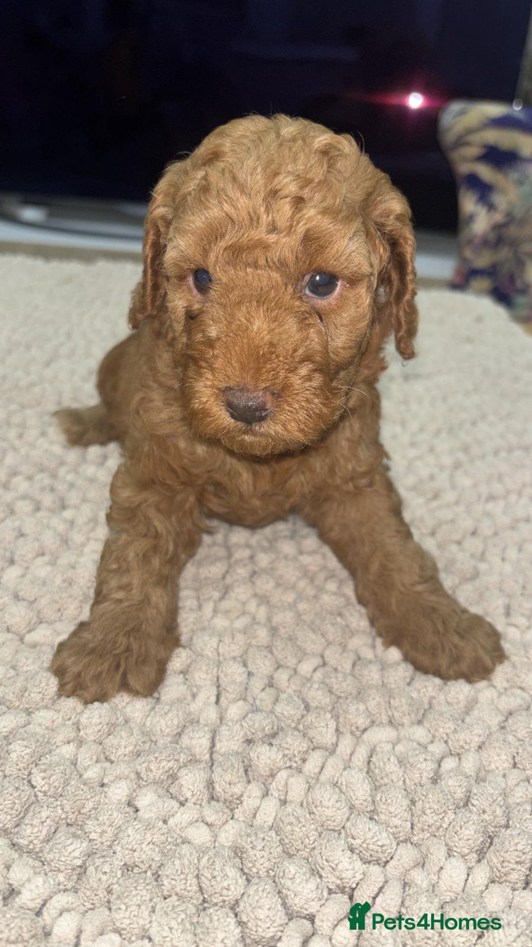 Toy Poodle dogs for sale: Look at our Beautiful Toy Poodle Puppies  - Advert 3