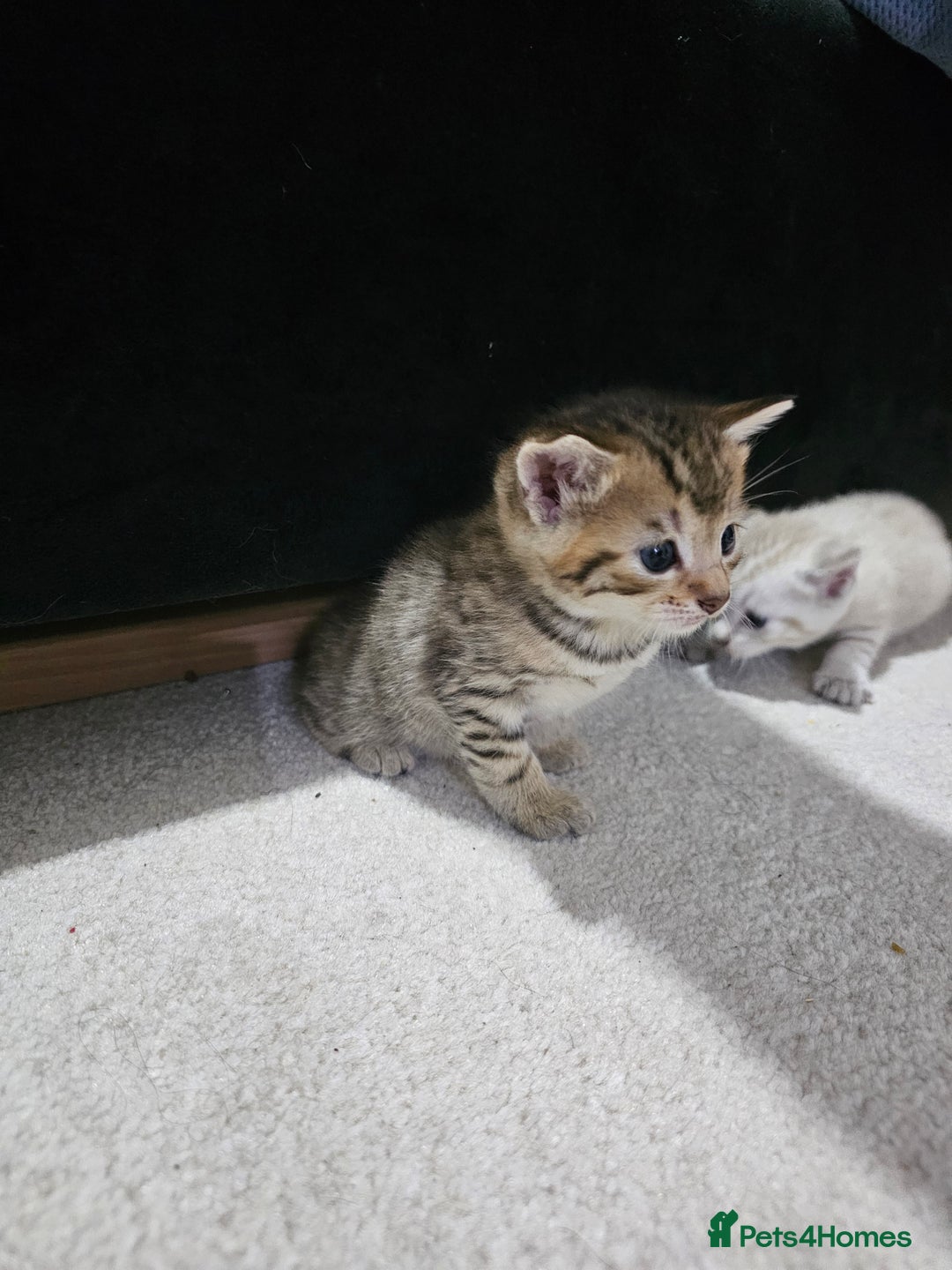 Mixed Breed cats for sale: Five Stunning Bengal X Kittens For Sale  - Image 8