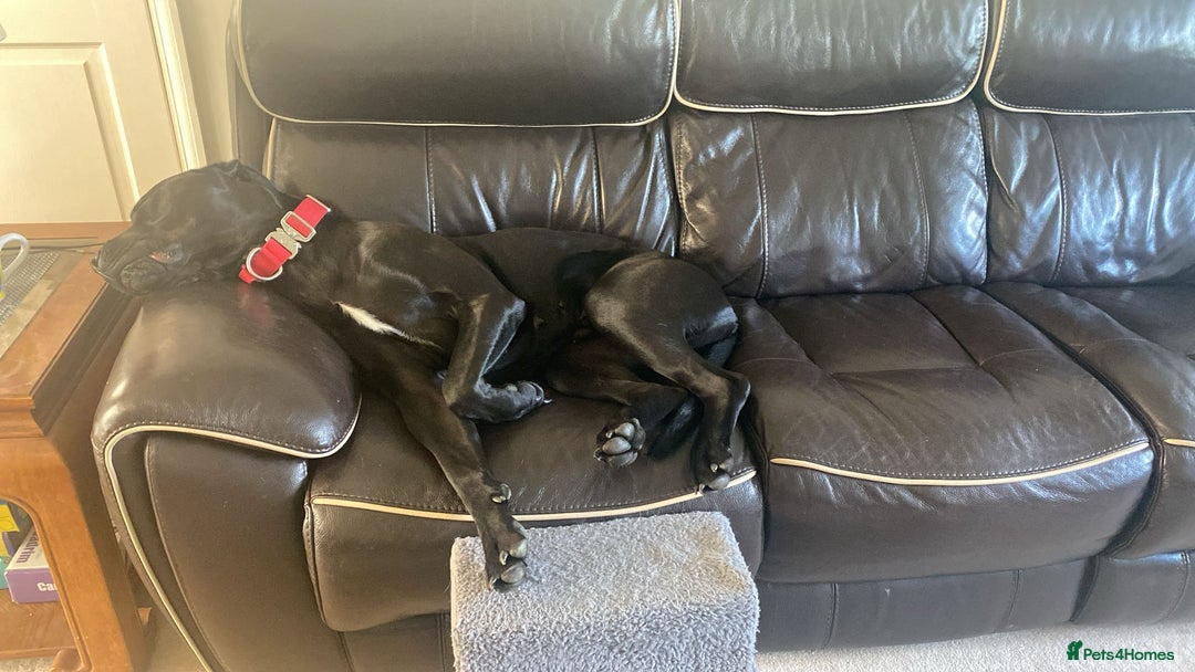 Cane Corso dogs for sale: Female Cane Corso Looking for loving home - Image 3