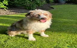 Australian Labradoodle dogs for sale: Merlin neutered boy for sale  - Image 1