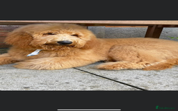 Labradoodle dogs for sale: Waiting List Mini and Medium Doodles - Image 10