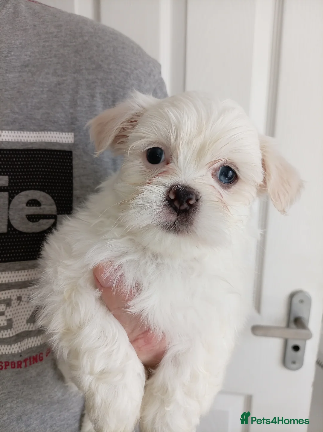 Lhasa Apso dogs for sale: LHASA APSO - Advert 16