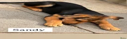 Mixed Breed dogs for sale:  Stunning Rottweiler × German Shepherd Puppies - Advert 11