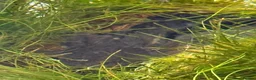 Axolotl reptiles for sale: Axolotl Babies for Sale – Healthy, Home Bred - Advert 8
