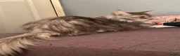 Maine Coon cats for sale: Amazing blue tortie girl  - Advert 8