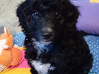 Cockapoo dogs Cockapoo - Advert 9