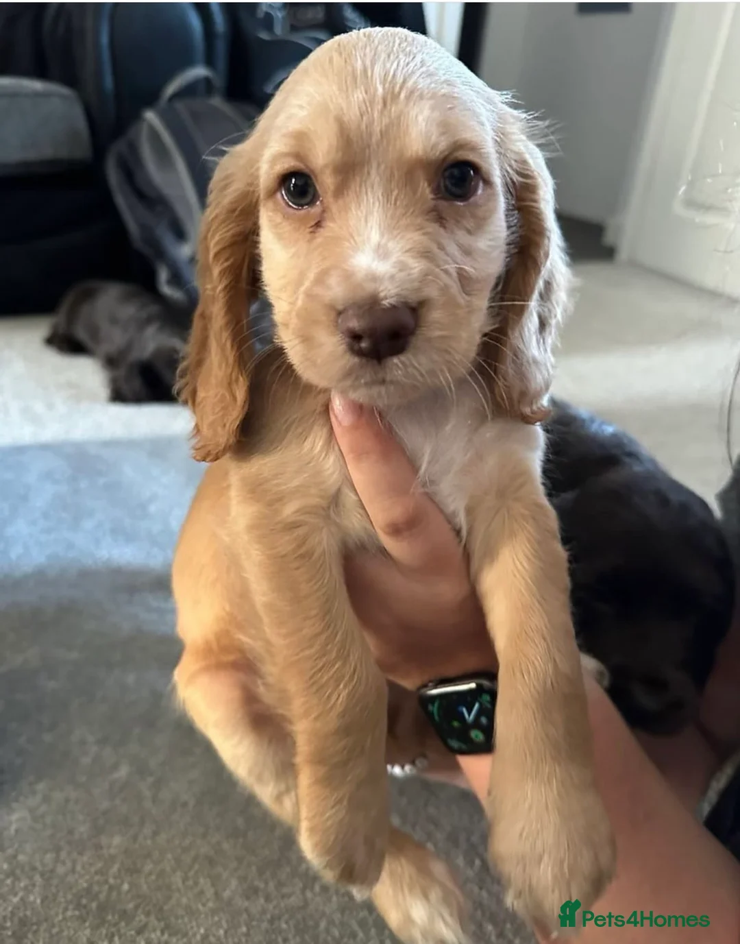 Cocker Spaniel dogs for stud: PROVEN Cocker Spaniel-Chocolate Sable DNA TESTED in Henlow - Advert 16