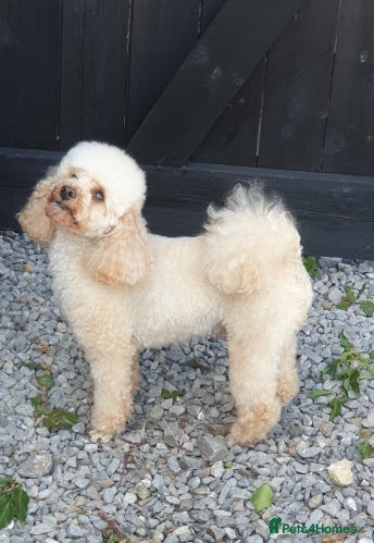 Toy Poodle dogs for stud: Apricot toy poodle - Advert 3