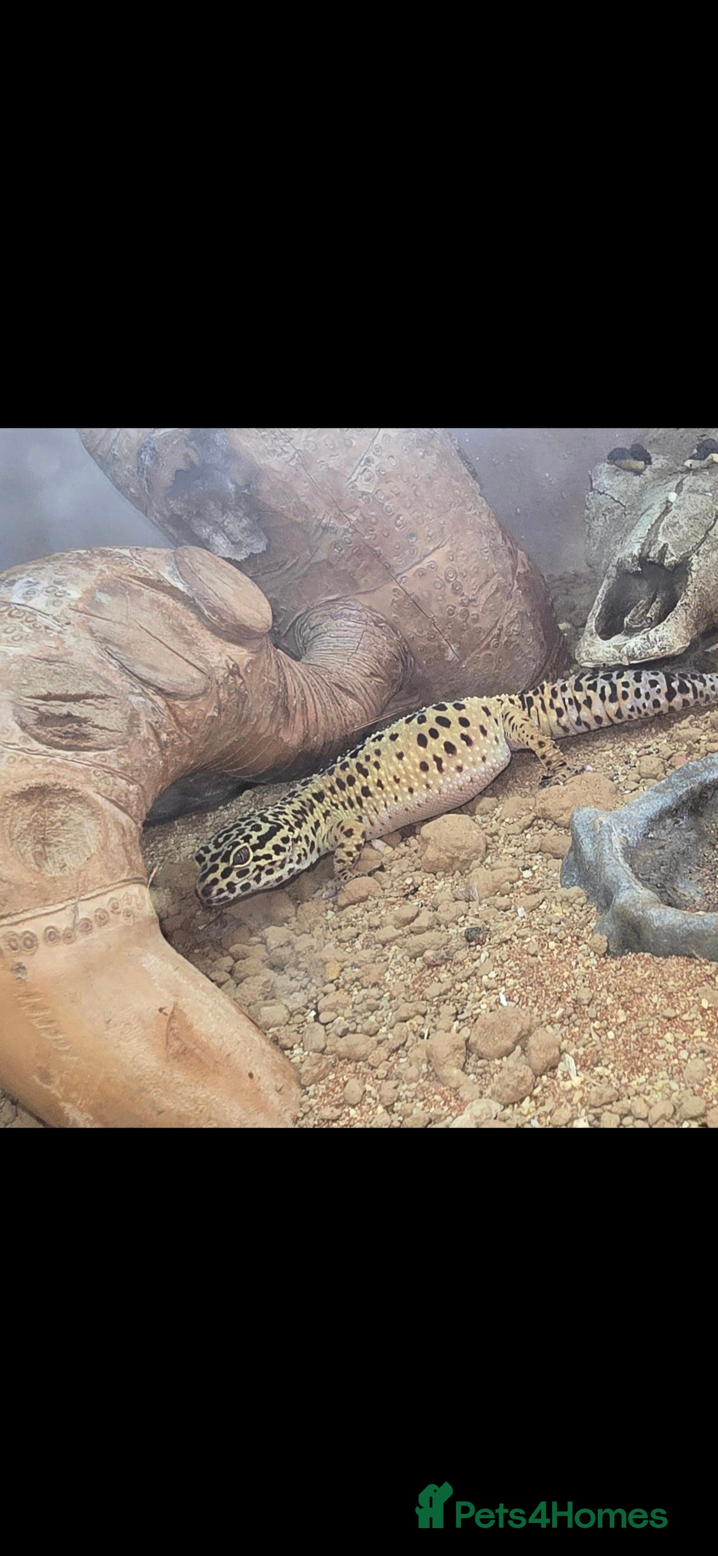 Leopard Gecko reptiles Beautiful leopard gecko for sale with tank - Advert 7