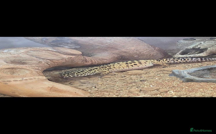 Leopard Gecko reptiles - Advert 15