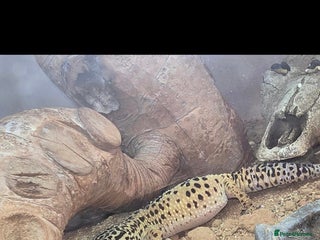 Leopard Gecko reptiles - Advert 4