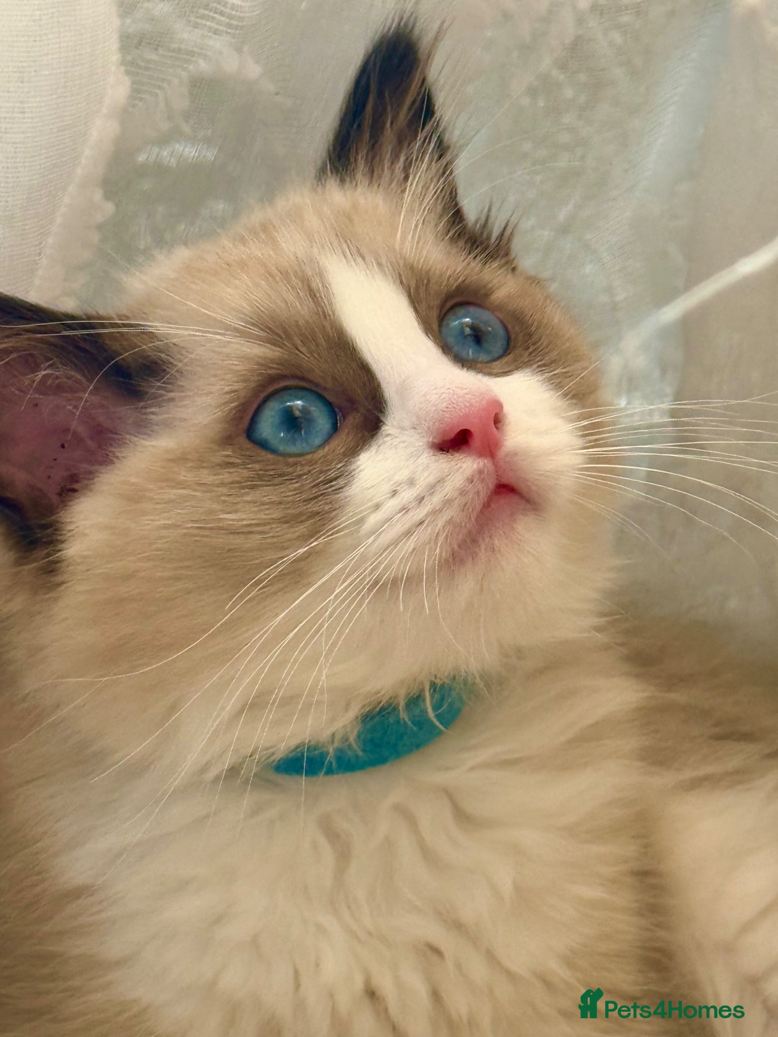Ragdoll cats READY ONLY 1 BOY LEFT Stunning Ragdoll kittens  - Advert 2