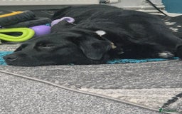 Borador dogs for sale: 2 year old borador  - Image 4