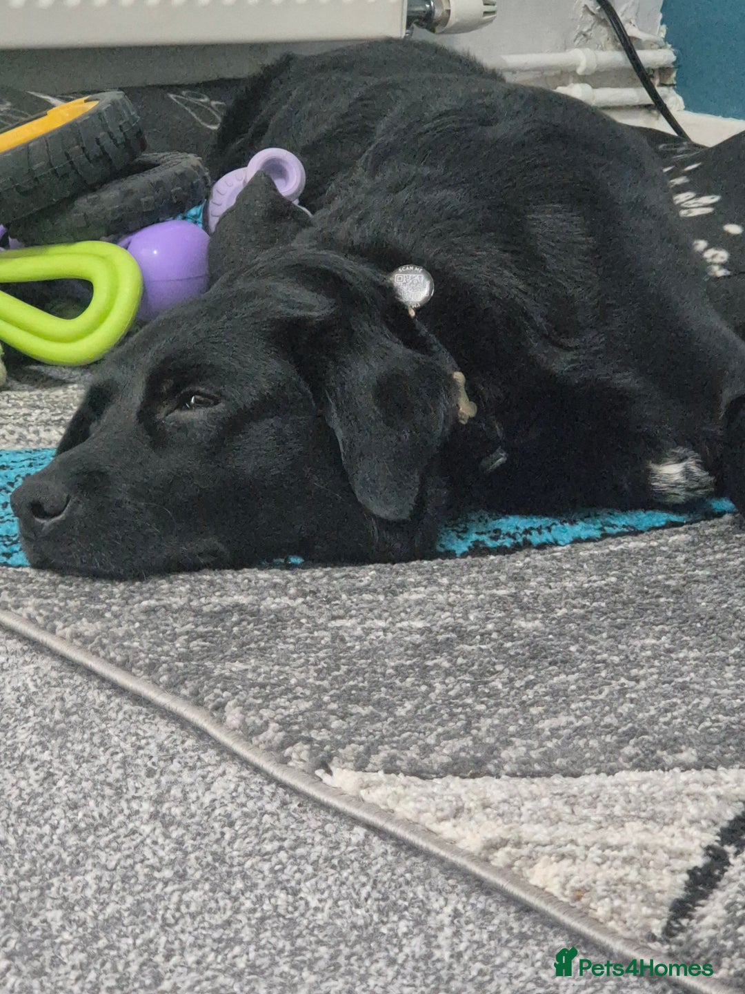 Borador dogs for sale: 2 year old borador  - Image 4