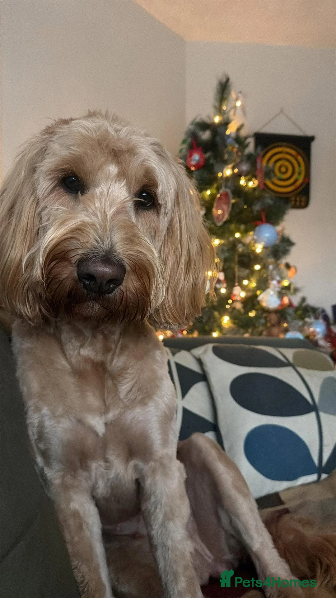 Mixed Breed dogs for sale: Australian Double Doodles Coming Soon - Advert 3