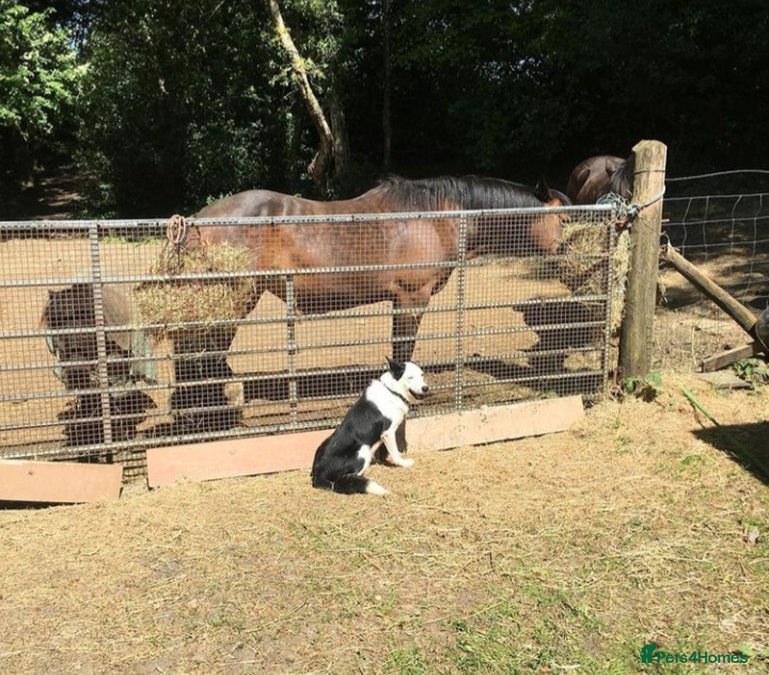 Border Collie dogs for stud: For stud only in Blackwood - Advert 7