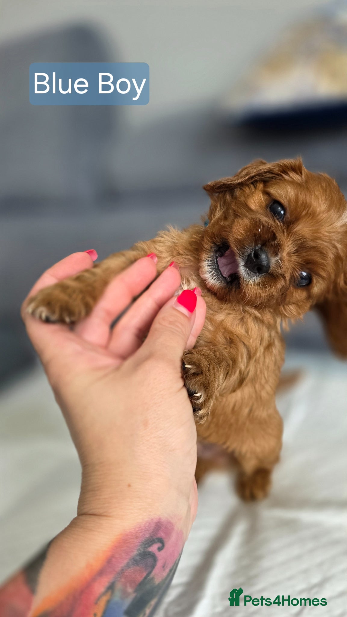 Cavalier King Charles Spaniel dogs for sale: Beautiful Cavalier King Charles Spaniel  in Nottingham - Advert 13