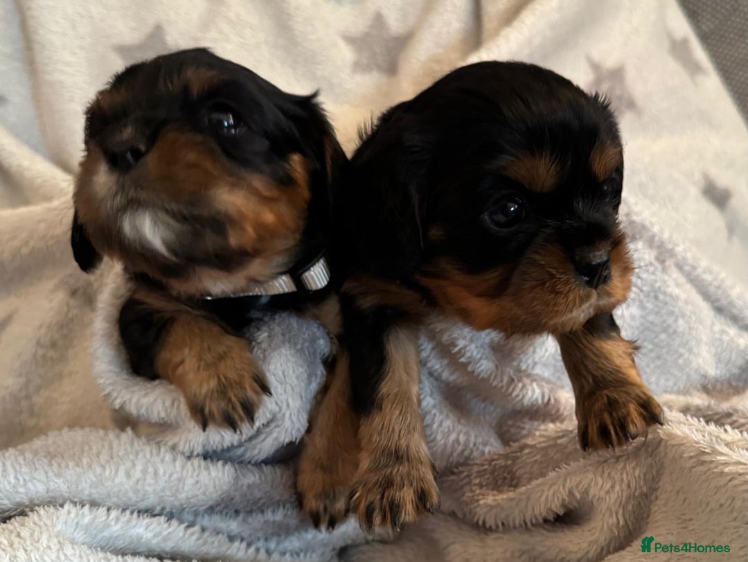 Cavalier King Charles Spaniel dogs for sale: Beautiful Cavalier Puppies - Fully health tested  - Image 7