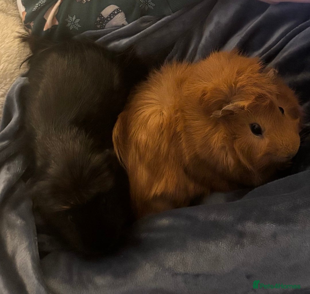 Guinea Pig rodents for sale: Stunning boar pair with all accessories  - Advert 2