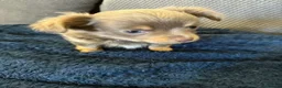 Chihuahua dogs for sale: Beautiful fluffy Chihuaha pups for sale - Advert 8