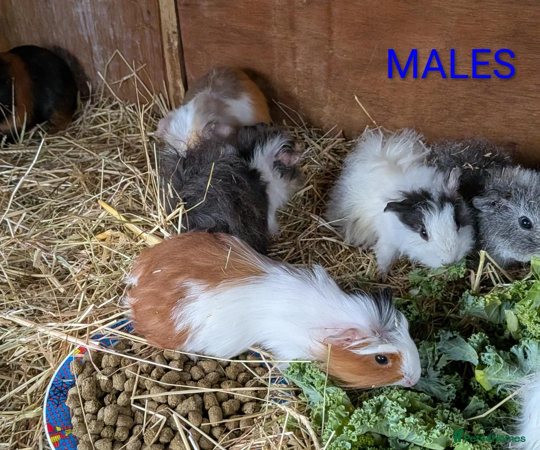 Guinea Pig rodents for sale: Beautiful Baby Guinea Pigs - Males  - Advert 19