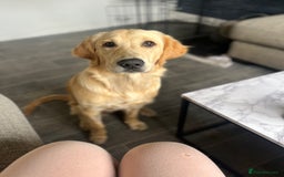 Golden Retriever dogs for sale: Golden retriever puppies - Image 17