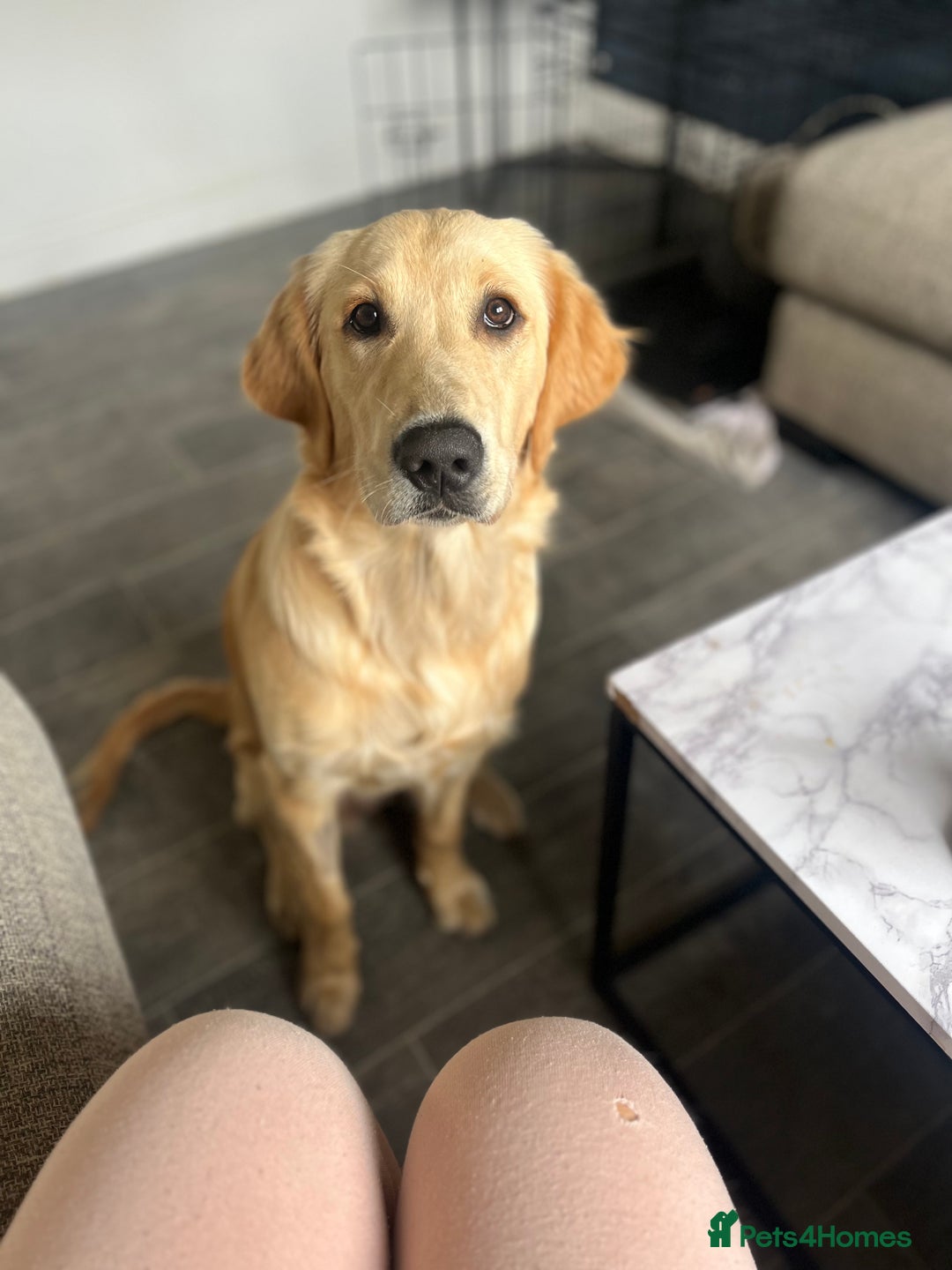 Golden Retriever dogs for sale: Golden retriever puppies - Image 17