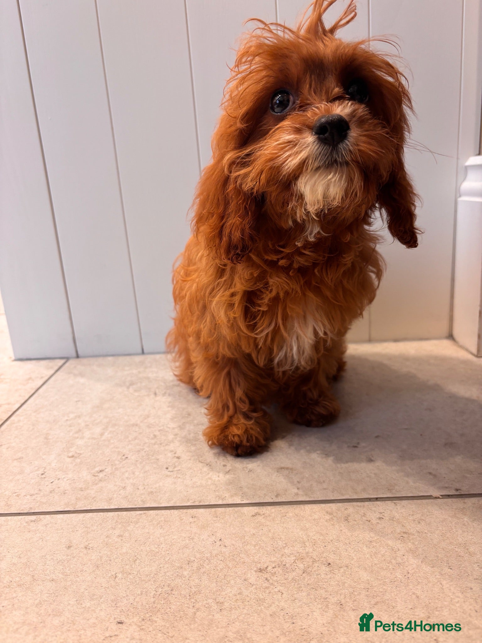 Cavapoo dogs Last girl fully health tested F1 Cavapoo Girls - Advert 6
