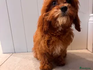 Cavapoo dogs Last girl fully health tested F1 Cavapoo Girls - Advert 6
