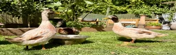 Ducks poultry for sale: 3 male ducks  in Blackburn - Advert 3