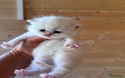 British Longhair cats for sale: Adorable Pure White Blue-Eyed British Kittens - Image 14