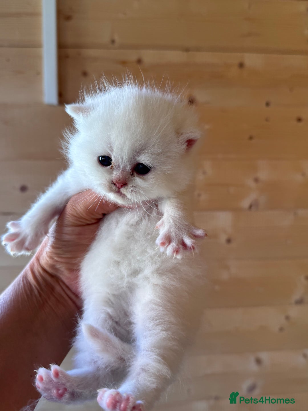 British Longhair cats for sale: Adorable Pure White Blue-Eyed British Kittens - Image 14