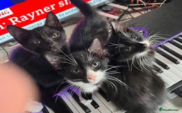 British Shorthair cats for sale: 6 Amazing kittens - 2 LEFT!! - Image 7