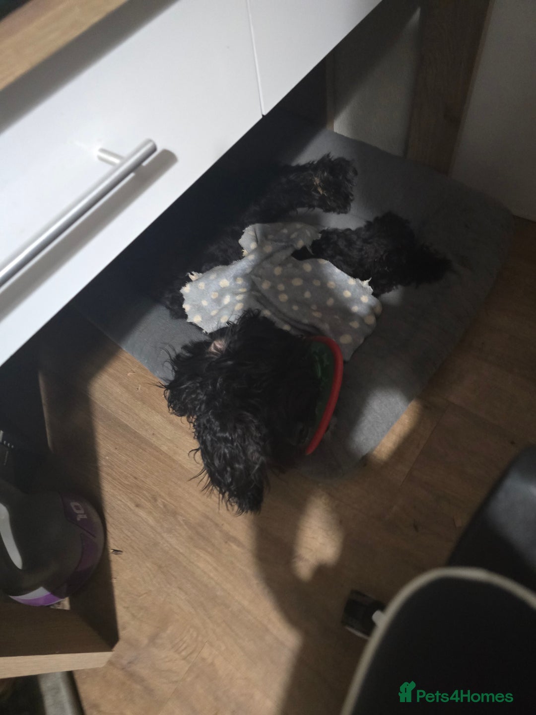 Cockapoo dogs for sale: 16 Month old Male Cockapoo - Image 4