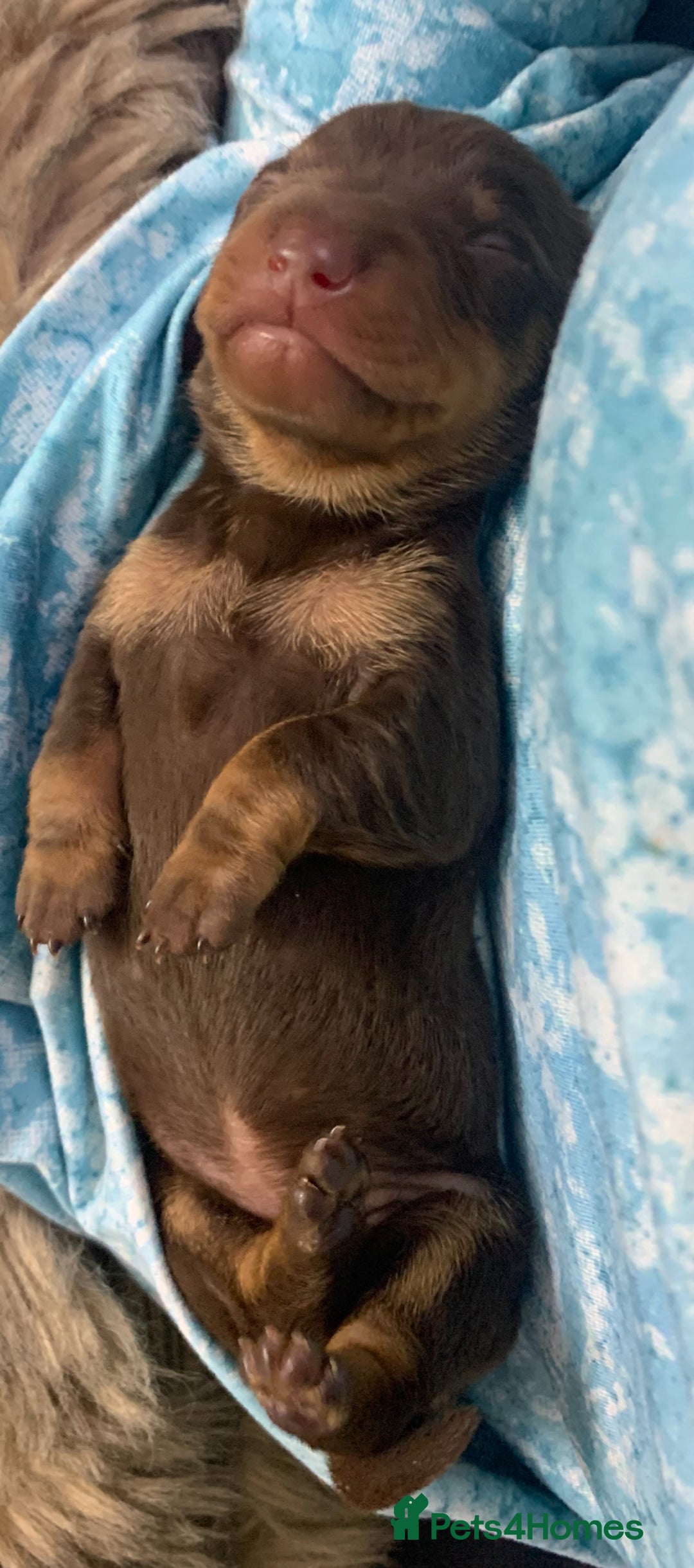 Dachshund dogs for sale: Genuine tiny Kaninchen Dachshund Puppies  - Advert 4