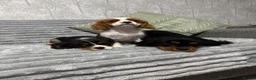 Cavalier King Charles Spaniel dogs for sale: KC Registered Health Tested CKCS Puppies - Advert 8