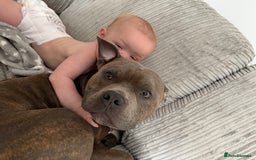 Staffordshire Bull Terrier dogs for sale: rocco - Image 5