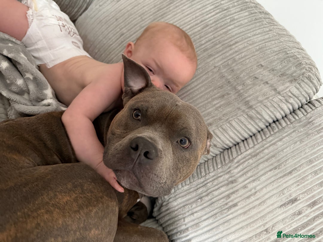 Staffordshire Bull Terrier dogs for sale: rocco - Image 5