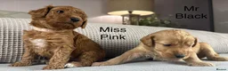 Double Doodle dogs for sale: A REALLY EXCITING MIX OF BREEDS. GORGEOUS!!! - Advert 9