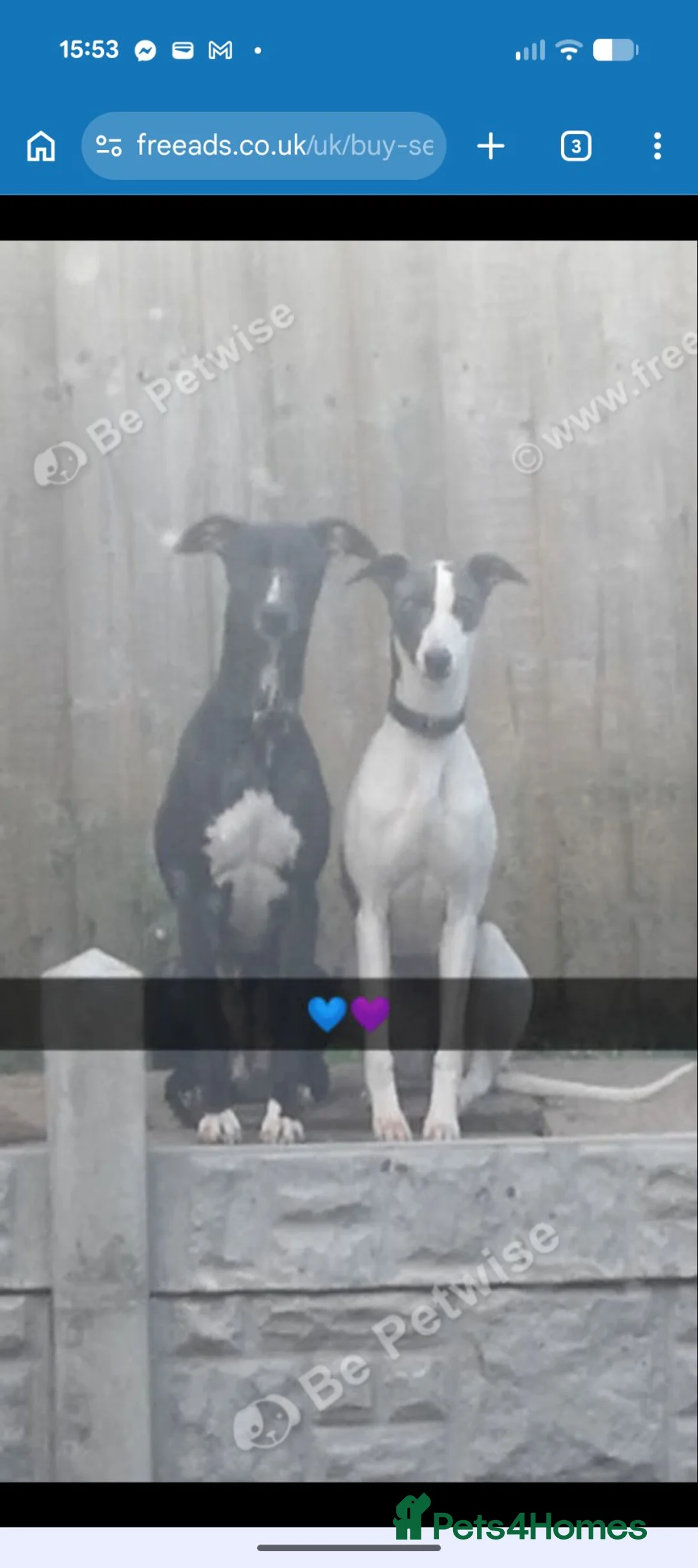 Whippet dogs for sale: KC Whippet Puppies Due – Pets & Working Homes in Buxton - Advert 2