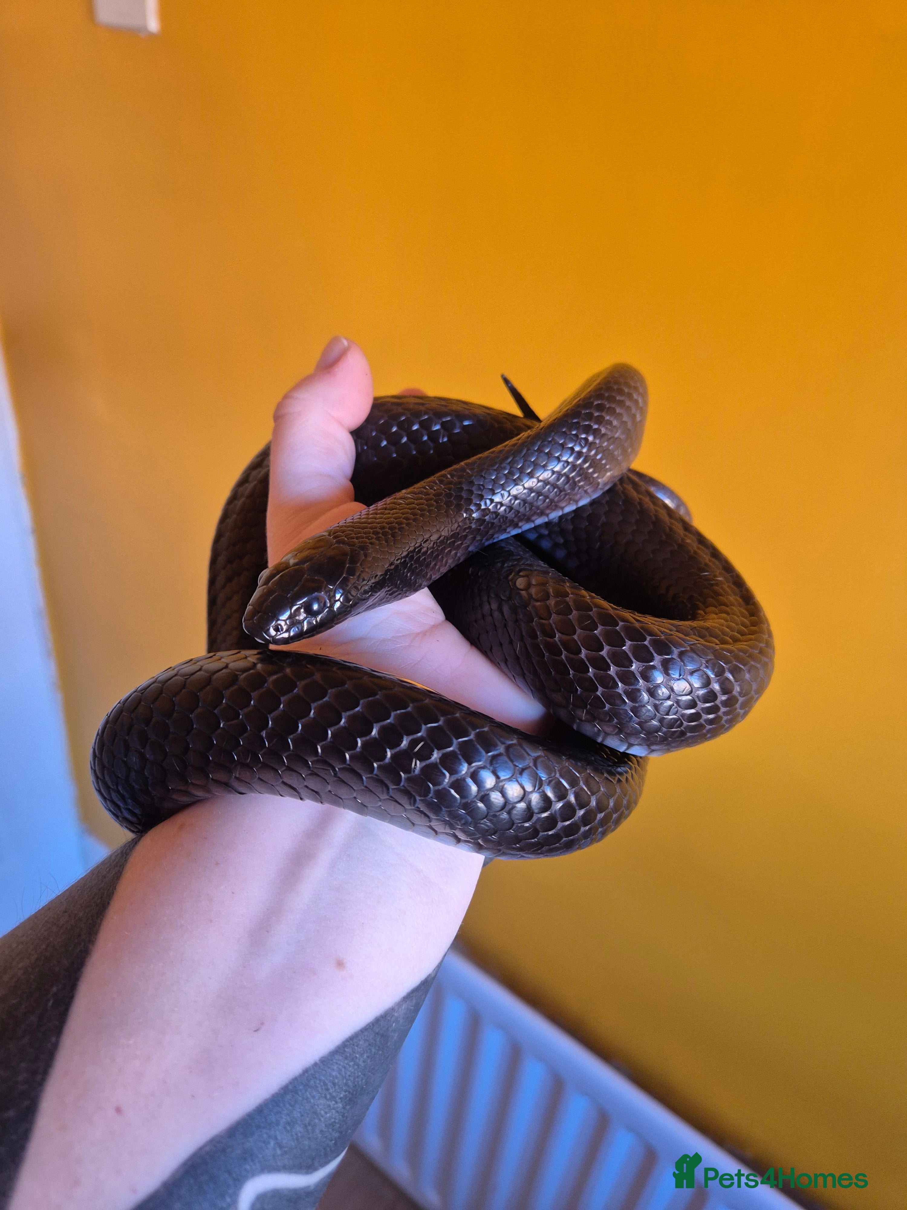 King Snake reptiles Mexican black kingsnake - Advert 2